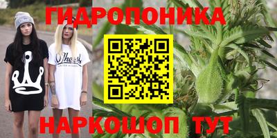 шишки Абакан